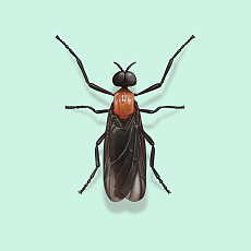 Illustration of Love Bug