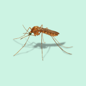 Illustration of Marsh Mosquito