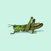 Illustration of Meadow Grasshopper