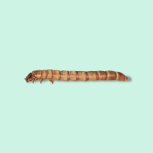 Illustration of Mealworm