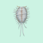 Illustration of Mealybug
