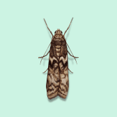 Illustration of Mediterranean Flour Moth