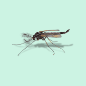 Illustration of Midge