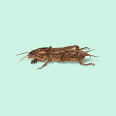 Illustration of Mole Cricket