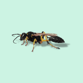 Illustration of Mud Dauber