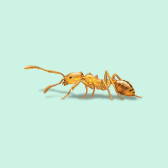 Illustration of Nuisance Ant