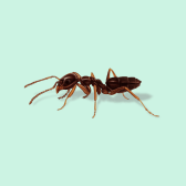 Illustration of Odorous House Ant