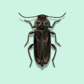 Illustration of Old House Borer