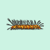 Illustration of Oleander Caterpillar