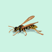 Illustration of Paper Wasp