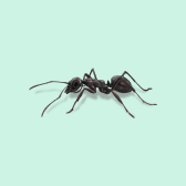 Illustration of Pavement Ant