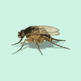 Illustration of Phorid Fly