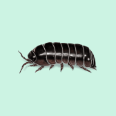 Illustration of Pill Bug