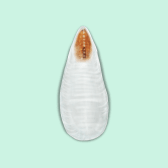 Illustration of Pine Needle Scale