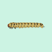 Illustration of Pine Sawfly