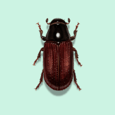 Illustration of Pine Shoot Beetles