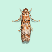 Illustration of Pine Tip Moth
