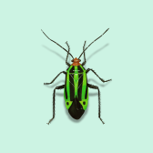 Illustration of Plant Bug