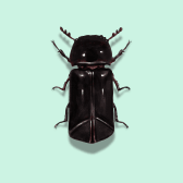 Illustration of Powderpost Beetle