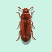 Illustration of Red Flour Beetle