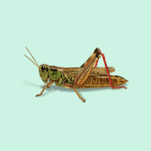 Illustration of Red-legged Grasshopper