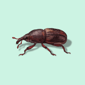 Illustration of Rice Weevil