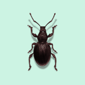Illustration of Root Weevil