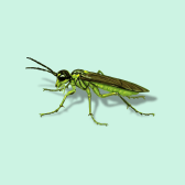 Illustration of Sawfly