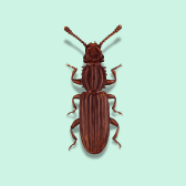 Illustration of Sawtoothed Grain Beetle
