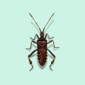 Illustration of Seed Bug
