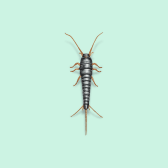 Illustration of Silverfish