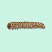 Illustration of Sod Webworm