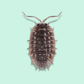 Illustration of Sowbug