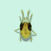 Illustration of Spider Mite