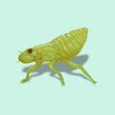 Illustration of Spittlebug