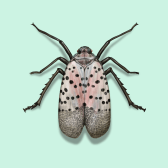 Illustration of Spotted Lanternfly