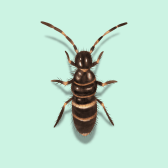 Illustration of Springtail