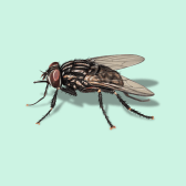 Illustration of Stable Fly
