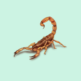 Illustration of Striped Bark Scorpion