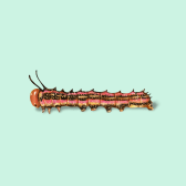 Illustration of Striped Oakworm