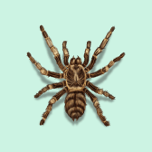 Illustration of Tarantula
