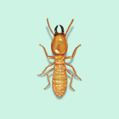 Illustration of Termite