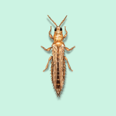 Illustration of Thrip