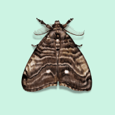 Illustration of Tussock Moth