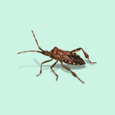 Illustration of Western Conifer Seed Bug