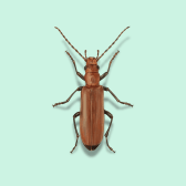 Illustration of Wharf Borer