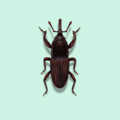 Illustration of Wheat Weevil