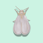 Illustration of Whitefly
