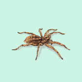 Illustration of Wolf Spider