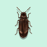 Illustration of Wood-Boring-Beetle